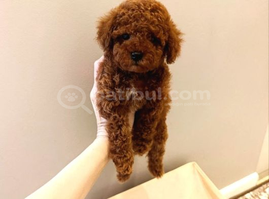 A Kali̇te Toy Poodle Bebek