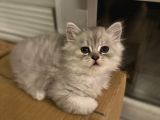 3 Adet British Longhair Yavrular Hepsi Erkek