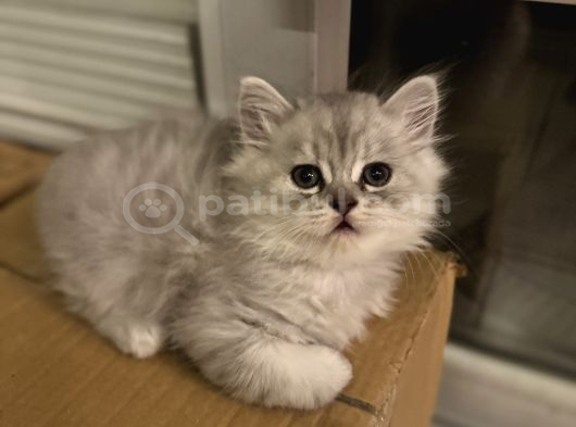 3 Adet British Longhair Yavrular Hepsi Erkek görsel