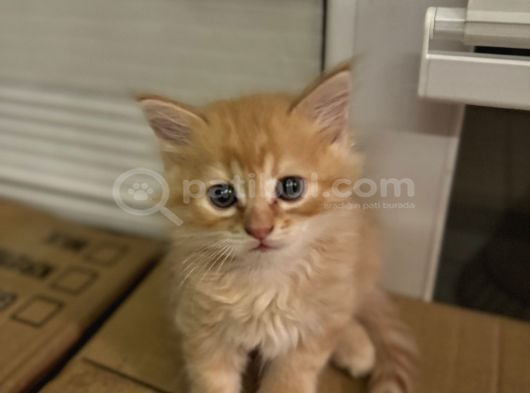 3 Adet British Longhair Yavrular Hepsi Erkek görsel
