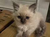 3 Adet British Longhair Yavrular Hepsi Erkek