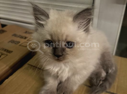 3 Adet British Longhair Yavrular Hepsi Erkek görsel