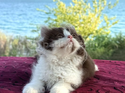 Yavrularımız Yeni Yuvasına Gitmeye Hazır görsel