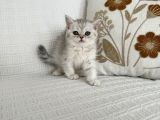 Efsane Güzellik Arayanlara