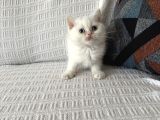 Efsane Güzellik Arayanlara