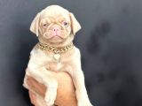 Exzoti̇c Pi̇nk Pug Yavrumuz