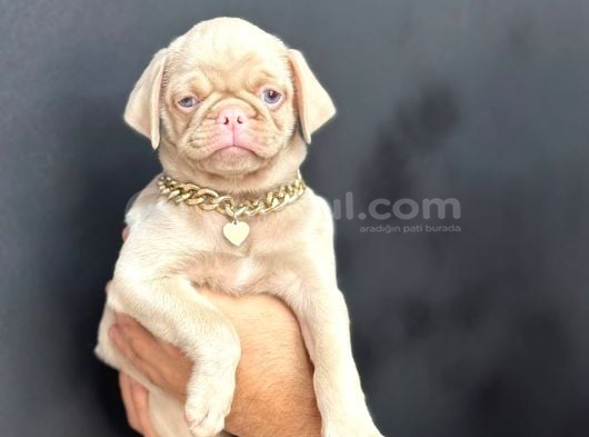Exzoti̇c Pi̇nk Pug Yavrumuz görsel
