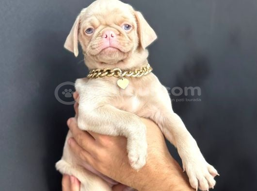 Exzoti̇c Pi̇nk Pug Yavrumuz görsel