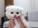 Scottish Fold Uzun Ve Kısa Tüylü Yavrularım