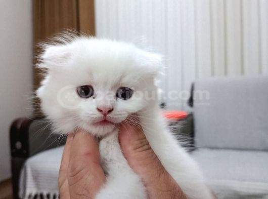 Scottish Fold Uzun Ve Kısa Tüylü Yavrularım