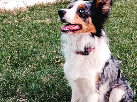 Yetişkin Scr Li Erkek Ve Dişi Border Collie görsel