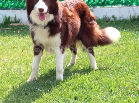 Yetişkin Scr Li Erkek Ve Dişi Border Collie görsel