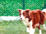 Yetişkin Scr Li Erkek Ve Dişi Border Collie