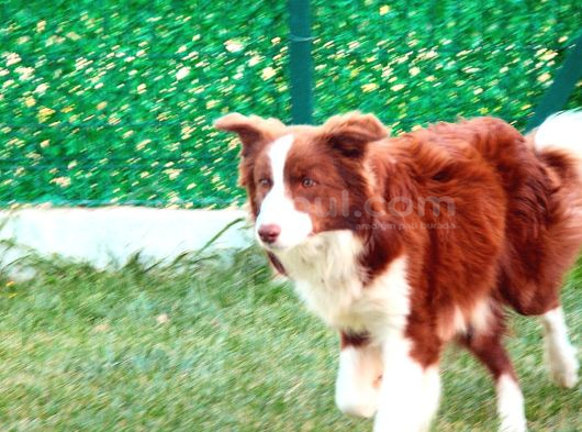 Yetişkin Scr Li Erkek Ve Dişi Border Collie görsel