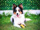 Yetişkin Scr Li Erkek Ve Dişi Border Collie
