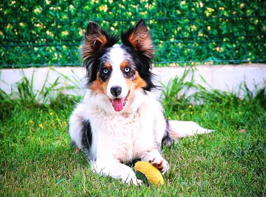 Yetişkin SCR li erkek ve dişi border collie