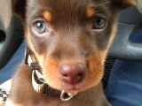 Şampi̇yon Doberman Yavrulari̇