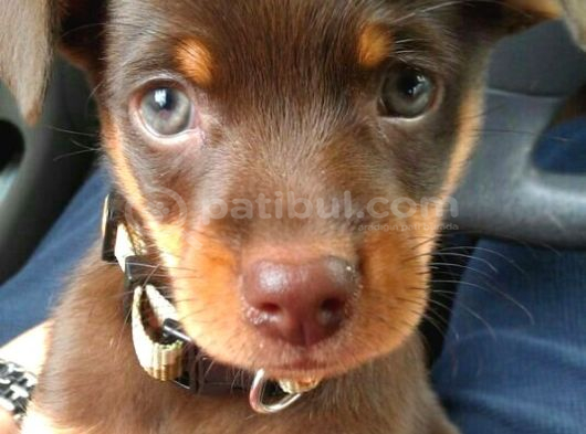 Şampi̇yon Doberman Yavrulari̇ görsel