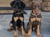 Şampi̇yon Doberman Yavrulari̇