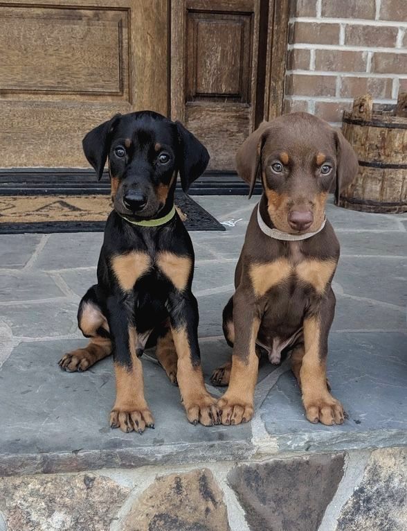 Şampİyon Doberman Yavrularİ
