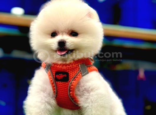 Her Renk Her Güzellikte Pomeranian Boo Yavrularımız görsel