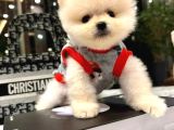Her Renk Her Güzellikte Pomeranian Boo Yavrularımız