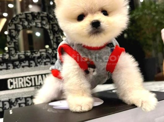 Her Renk Her Güzellikte Pomeranian Boo Yavrularımız görsel