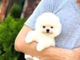 Her Renk Her Güzellikte Pomeranian Boo Yavrularımız