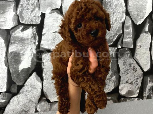 Red Brown Poddle Bebeğim Wc Eğitimli görsel