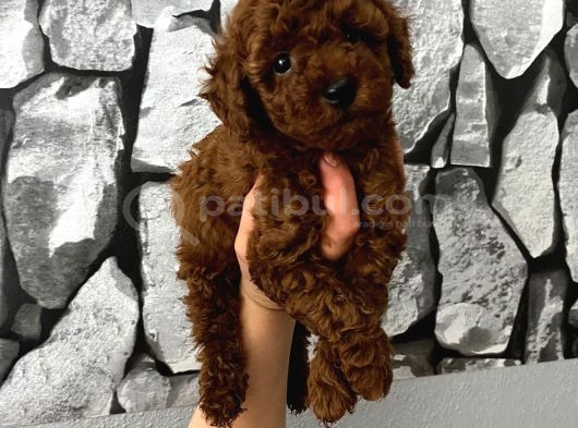 Red Brown Poddle Bebeğim Wc Eğitimli görsel