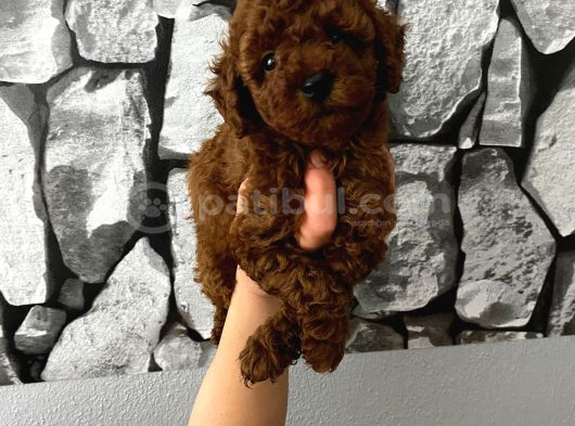 Red Brown Poddle Bebeğim Wc Eğitimli görsel