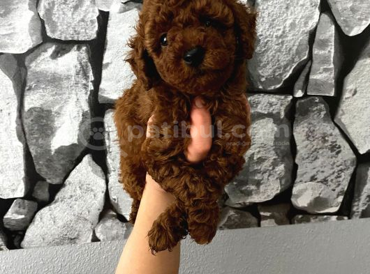 Red Brown Poddle Bebeğim Wc Eğitimli görsel