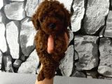 Red Brown Poddle Bebeğim Wc Eğitimli