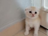 Scottish Fold Uzun Ve Kısa Tüylü Yavrularım