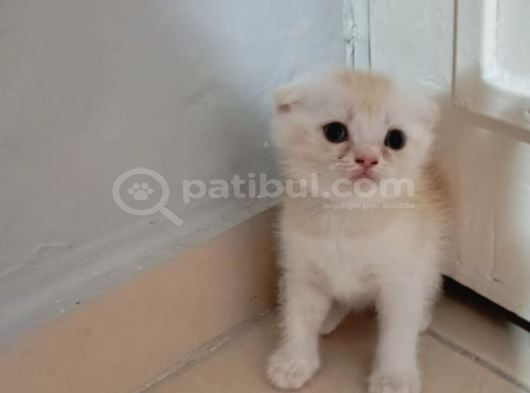 Scottish Fold Uzun Ve Kısa Tüylü Yavrularım görsel