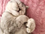 British Shorthair Silver