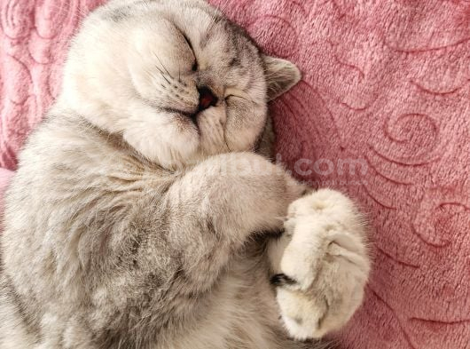 British Shorthair Silver görsel