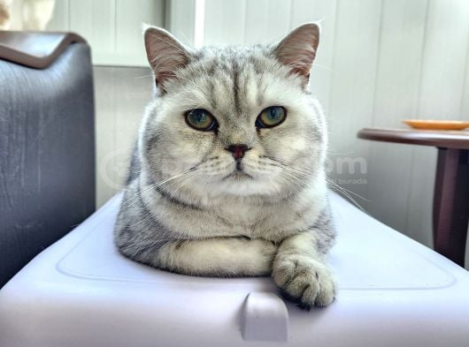 British Shorthair Silver görsel