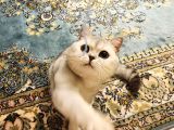 British Shorthair Silver