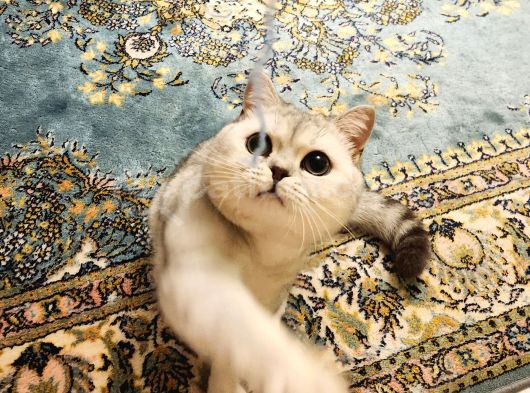 British Shorthair Silver görsel