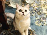 British Shorthair Silver