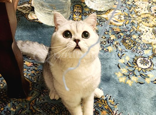 British Shorthair Silver