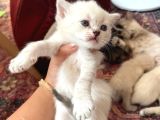 Brıtısh Shorthair Bebişler