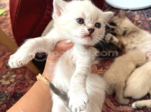 Brıtısh Shorthair Bebişler görsel