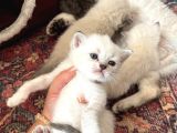 Brıtısh Shorthair Bebişler