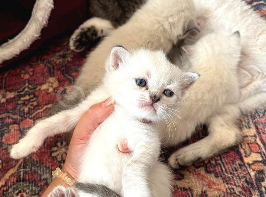 Brıtısh Shorthair Bebişler görsel