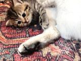 Brıtısh Shorthair Bebişler
