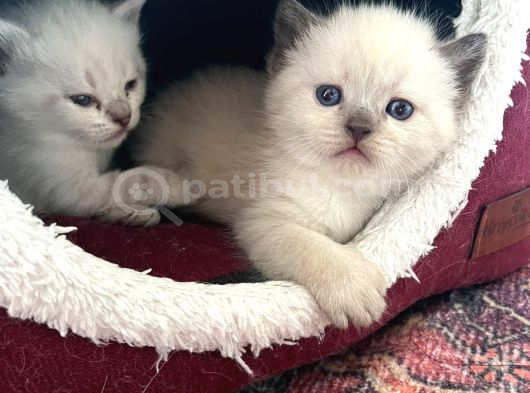 Brıtısh Shorthair Bebişler