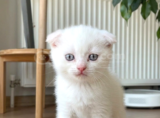Pamuk gibi bebekler teslime hazır