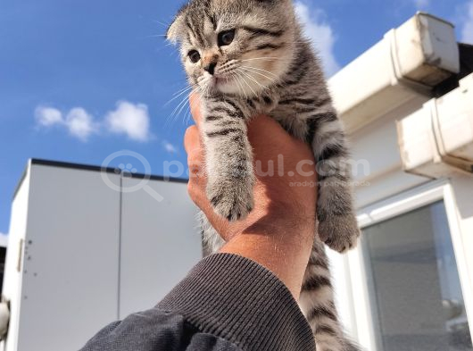 MÜKEMMEL A KALİTE SCOTTİSH BEBEKLER